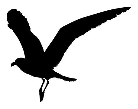 Seagull fly vector silhouette isolated on white background, wings spread shadow illustration. Bird silhouette flying. Sea mew.