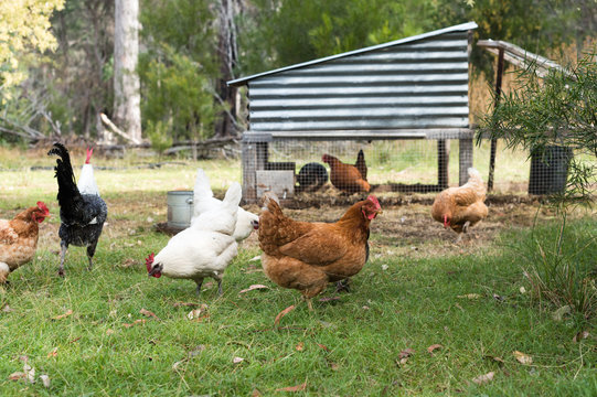Free range brown and white chickens on grass in front of handmade chicken coop (selective focus)