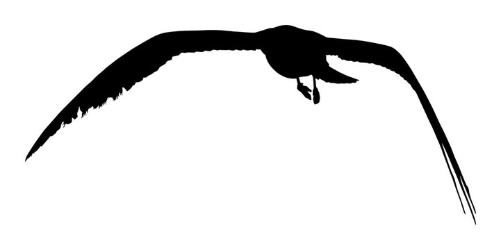 Seagull fly vector silhouette isolated on white background, wings spread shadow illustration. Bird silhouette flying. Sea mew.