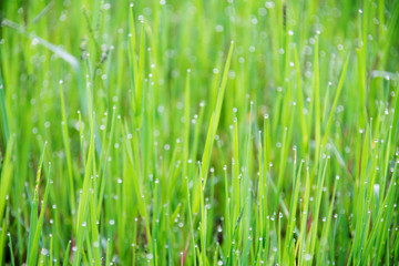 Fototapeta na wymiar blurred of bokeh on green grass at morning.