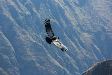 Condor