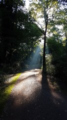 Sonnenstrahlen fallen auf einen Weg im Wald