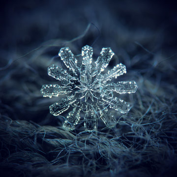 Real snowflake at high magnification. Macro photo of rare, unusual snowflake with twelve arms, complex structure and elegant shape. Snowflake glowing on dark blue textured background in natural light.