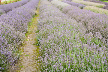 Rows of lavender flowers in field