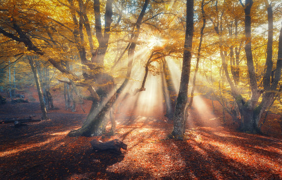Amazing autumn forest in fog with bright sun rays at sunset. Beautiful trees with yellow and orange leaves on the branches and red foliage. Colorful landscape with foggy forest and golden sunlight