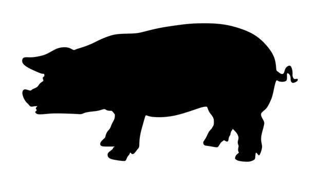 Pig vector silhouette isolated on white background.