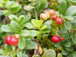 lingonberries in the forest