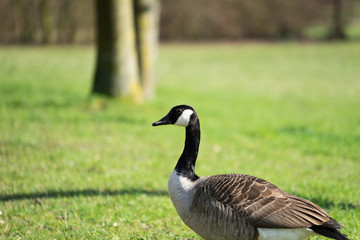 Canadian goose