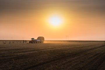 Fototapeta premium Farmers throw hay bales in a tractor trailer - bales of wheat in sunset