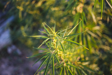 Fresh hemp grows in the countryside
