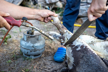 Burning a domestic pig before cutting. Removal of pig hair.