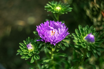 Beautiful pink flower in the garden