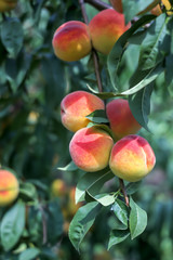 Beautiful ripe peaches on a tree