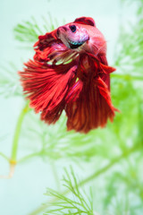 Siamese fighting fish or Betta fish.