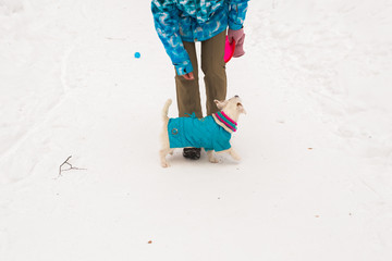 Dog Jack Russell Terrier playing in winter park
