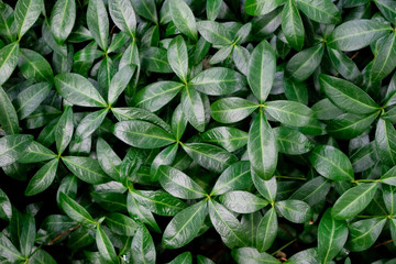 Green leaf texture. Leaf texture background top view