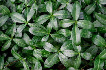 Green leaf texture. Leaf texture background top view