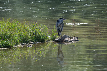 Grey heron perched on rocks with reflection in summer still lake water