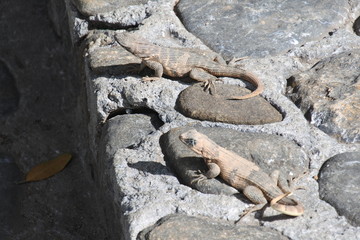 Rollschwanzleguan im Palacio Cantero in Trinidad auf Kuba