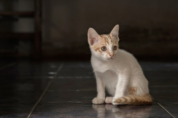 Beautiful thai cat at home