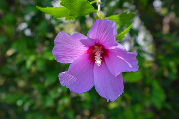 Purple flower