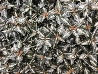 Deep green and grey leaves backdrop