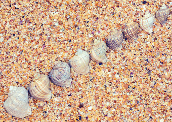 Beach abstract background. Coquina shells and big shells on diagonal