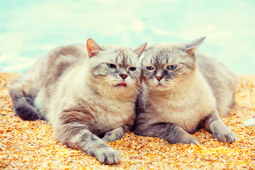 Two cats relaxing on the beach