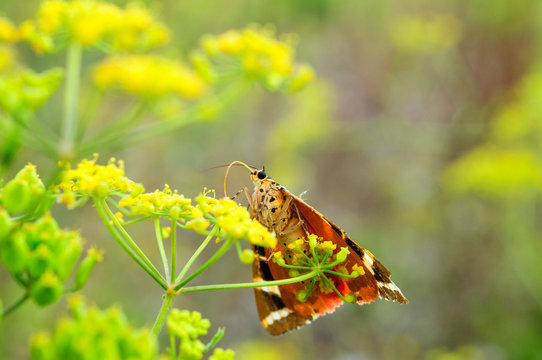 Euplagia Falena dell' edera