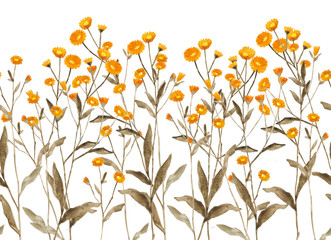 ботаническая иллюстрация, акварельные растения и цветы, полевой букет