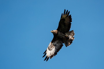 Common Buzzard, Buzzard - bird with prey.
