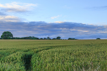 A Wheat Field at Dusk