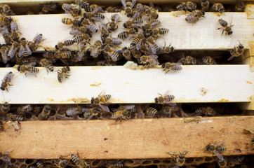Bee colony on the honeycombs. Beekeeping and getting honey. Hive on the background