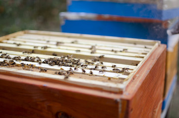 Beekeeping smoker on the bee hive. Gettong honey from the hive