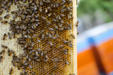 Bee colony on the honeycombs. Beekeeping and getting honey. Hive on the background