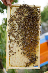 Bee colony on the honeycombs. Beekeeping and getting honey. Hive on the background