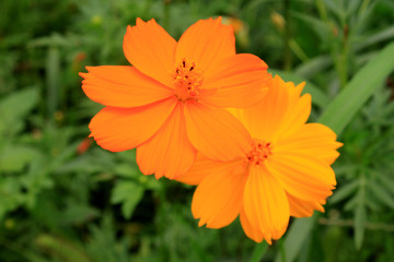 Orange chrysanthemums at botanical garden in beijing
