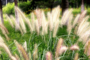 dog's tail grass in a great green meadow
