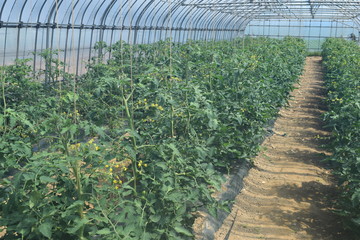 ミニトマトのビニールハウス栽培