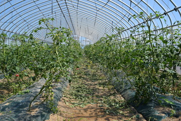 ミニトマトのビニールハウス栽培