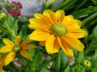 marguerittes habitée