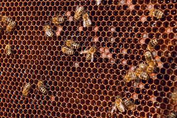 View of the working bees on the honeycomb with sweet honey.