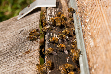Plenty of bees at the entrance of beehive in apiary.