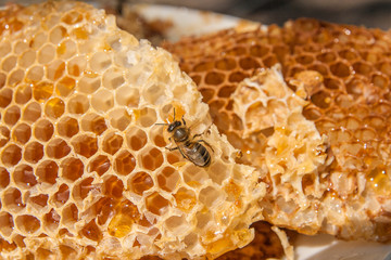 Close up view of the working bee on the honeycomb with sweet honey. Sweet honey in the white plate...