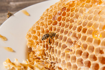 Close up view of the working bee on the honeycomb with sweet honey. Sweet honey in the white plate...