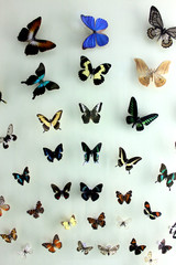 Fototapeta na wymiar The colorful butterflies specimen with different Species