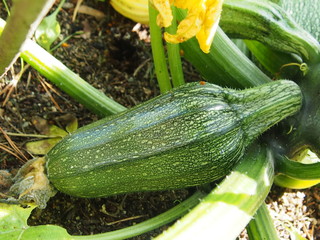 courgettes grow in the garden