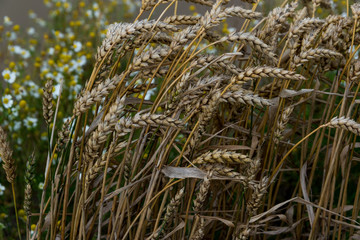 Reifes Getreide auf dem Halm