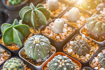 Succulents or cactus in plastic pot at tree market for decoration and landscape idea concept design.