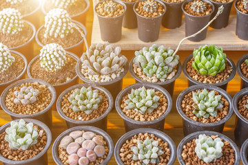 Succulents or cactus in plastic pot at tree market for decoration and landscape idea concept design.